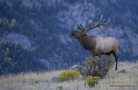 Judy Syring Elk Bulging for a Mate