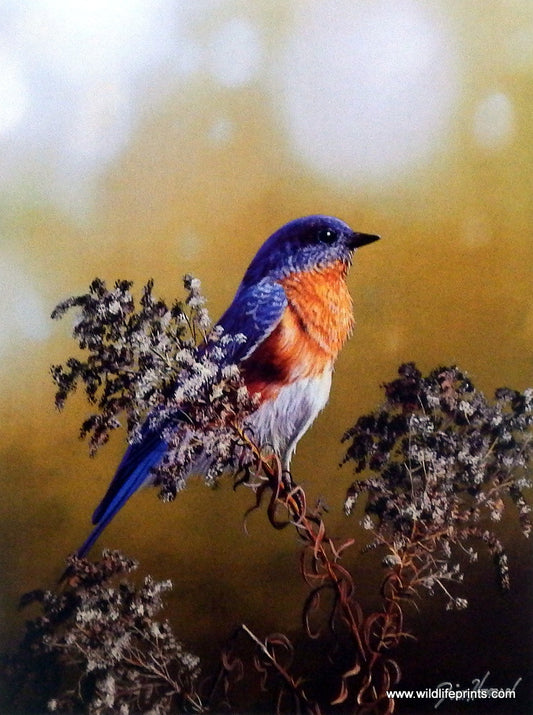 Jim Hansel Eastern Bluebird