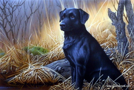 Jerry Gadamus Ebony