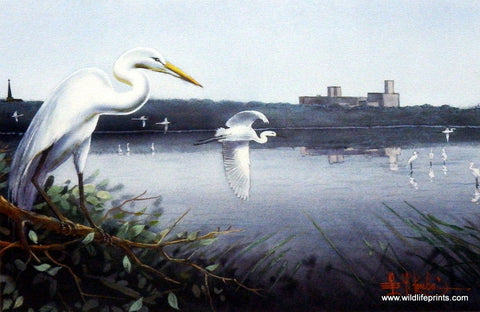 Les Kouba Egrets at Shakopee