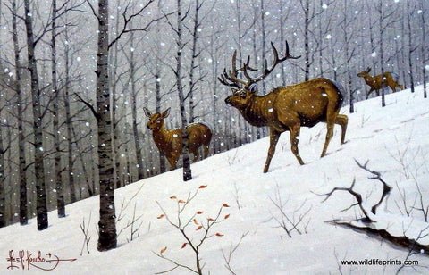 Les Kouba Elk Headin Down