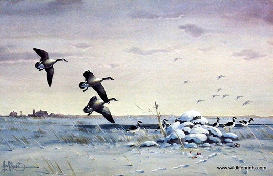 Les Kouba Empty Blind