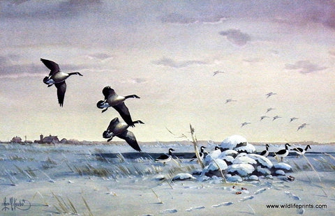Les Kouba Empty Blind