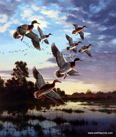 David Maass Evening Flight- Mallards