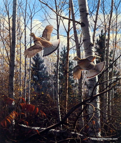 David Maass Evening Flight- Ruffed Grouse