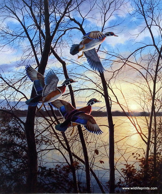 David Maass Evening Flight- Wood Ducks