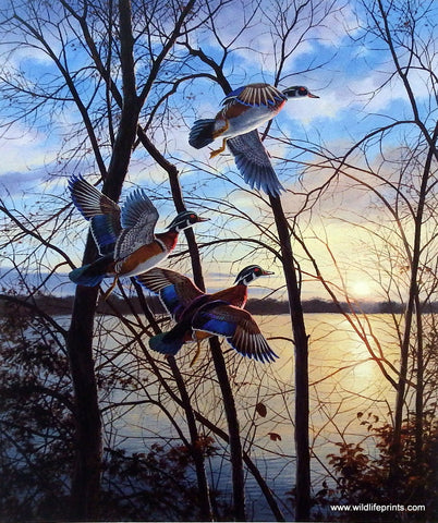 David Maass Evening Flight- Wood Ducks