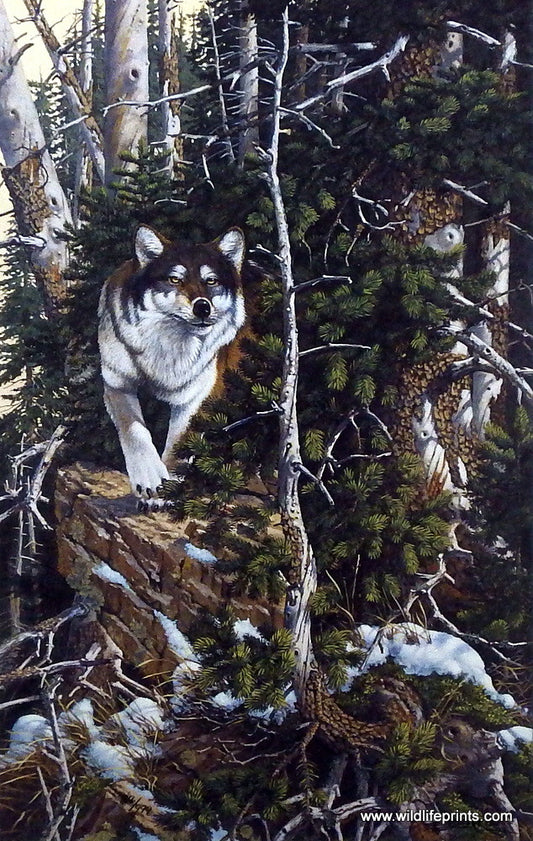 Derk Hansen Eyes Of The Wild II-Wolf