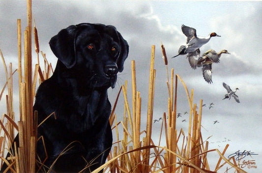 Scot Storm Field Companion- Black Lab