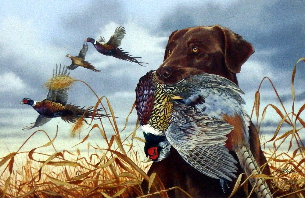 Scot Storm Field Companion- Chocolate Lab