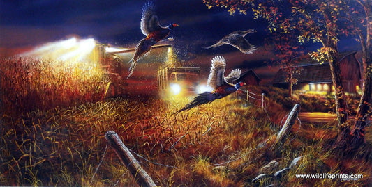 Jim Hansel Field Of Dreams