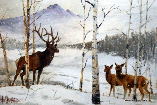 Les Kouba First Snow