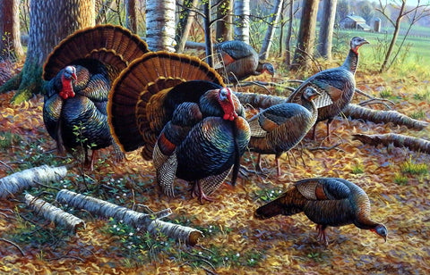 Cynthie Fisher Wild Turkey Picture SPRING STRUT