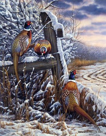 Rosemary Millette Forgotten Fenceline- Pheasants