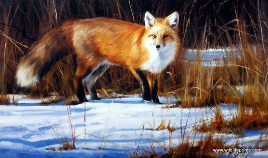Edward Aldrich Fox on the Run