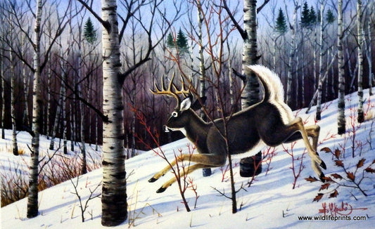 Les Kouba Frightened Whitetail