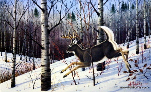 Les Kouba Frightened Whitetail