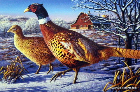 Kim Norlien Frosty Morning Ringnecks