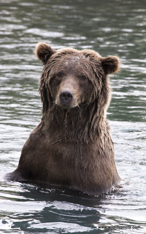 Jeff Syring Grizzly Bath