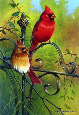 Cynthie Fisher Cardinal Songbird Picture Garden Visitors