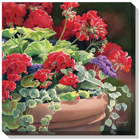 Susan Bourdet Geraniums