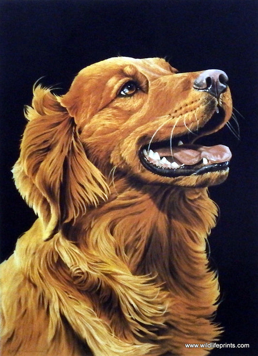 Jerry Gadamus Golden Retriever
