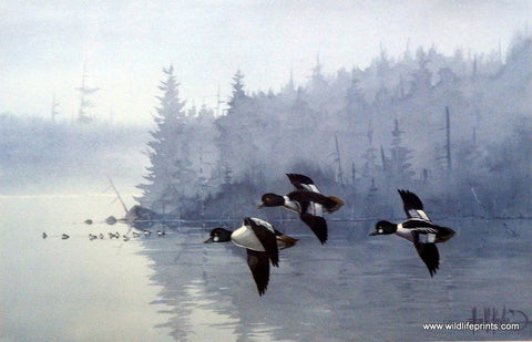 Les Kouba Goldeneyes A.M.