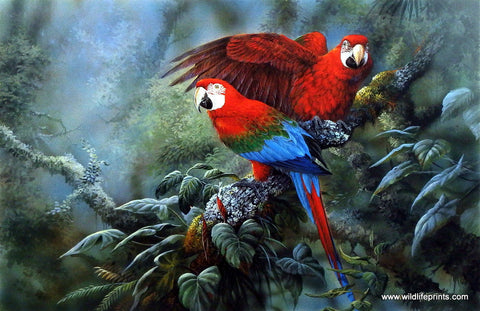 Gamini Ratnavira Green Wing Macaws