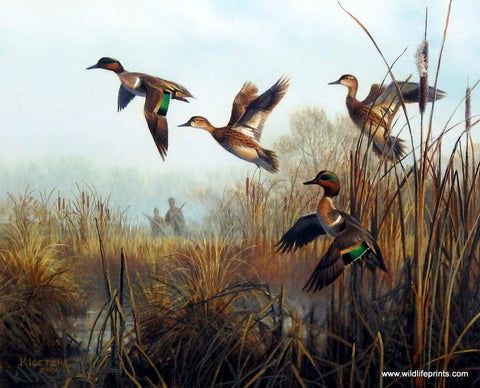 Don Kloetzke Green Winged Teal Art Print