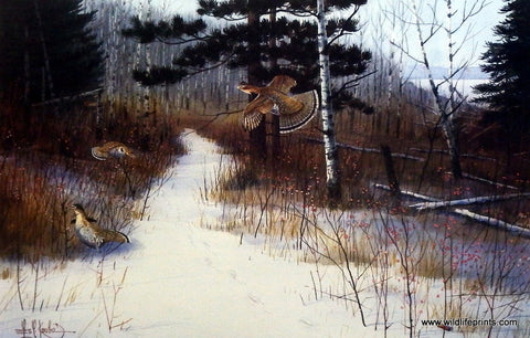 Les Kouba Grouse Feedin