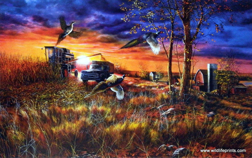 Jim Hansel Harvest Ringnecks