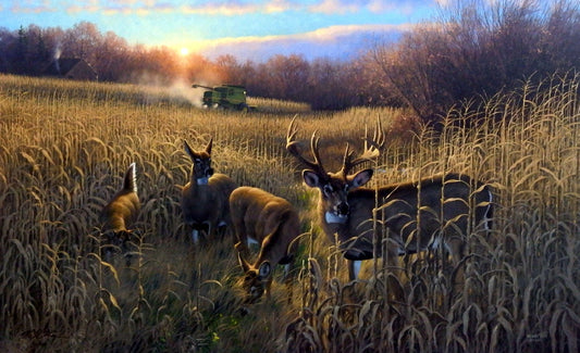 Michael Sieve Harvest Time