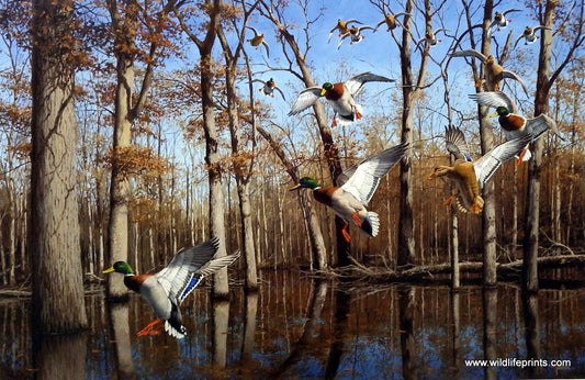David Maass Heart of the Timber- Mallards