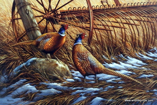Rosemary Millette Heartland