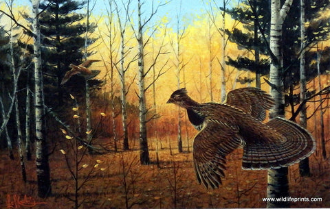Les Kouba Heartland Grouse