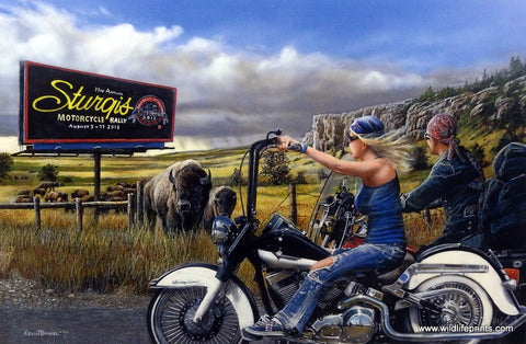 Kevin Daniel Herding for Sturgis