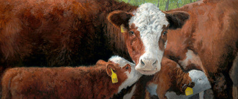 Charles Freitag Feeding Frenzy Cow and Calf Art Print