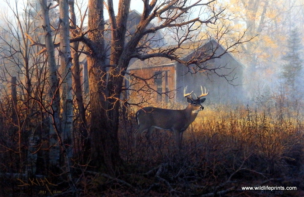 Don Kloetzke Whitetail Deer Print 