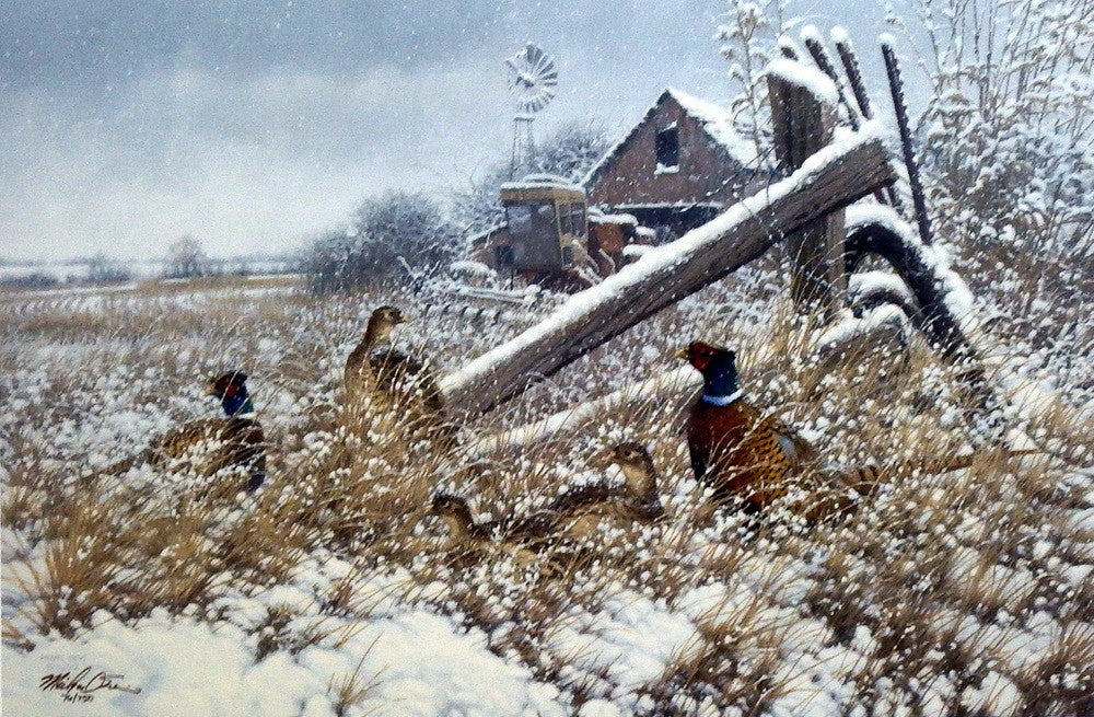 Michael Sieve Hunkered Down- Pheasant