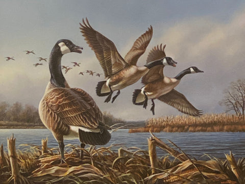 James Meger Good Morning Canada Geese Art Print 14 x 10.75