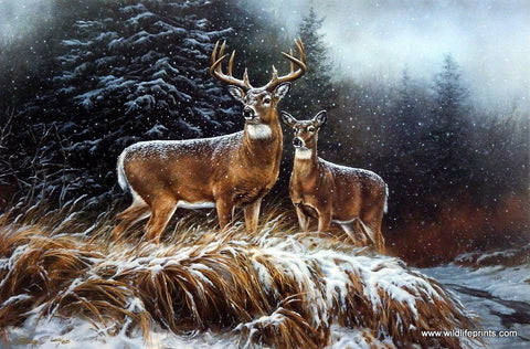 Rosemary Millette In the Storm Whitetail Deer