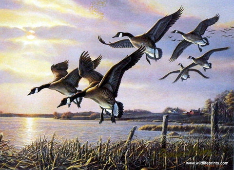 James Meger Interlude Geese