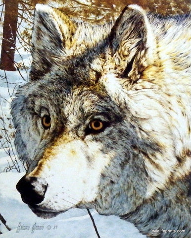 Brian Jarvi Timber Wolf Art Print Intimidation