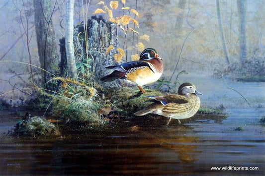 Scott Zoellick Island Woodies