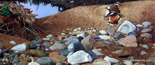 Jerry Gadamus Killdeer Eggs