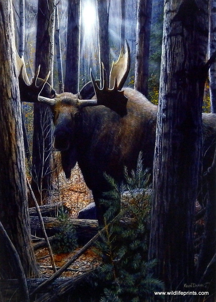 Kevin Daniel King of the Northwoods