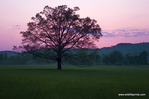 Judy Syring Twilight