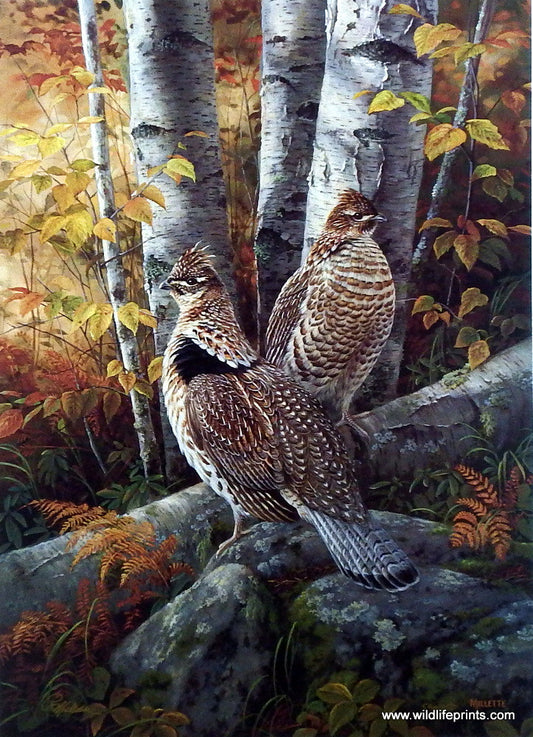 Rosemary Millette Late Season Solitude- Ruffed Grouse