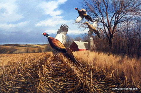 David Maass Late Autumn-Pheasants