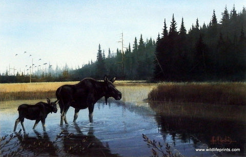 Les Kouba Little Moose Creek